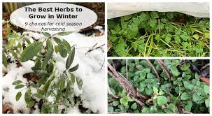 Herbs To Grow In Winter 9 Choices For