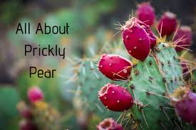 I grow four types and would like to collect more. How To Harvest Prepare And Eat Prickly Pear Cactus Delishably