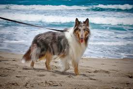 are panama city fl beaches dog