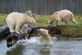 Rumus sdy 2d mencari angka mati. Polar Bears Identifying Siku S Family Early Sightings On Beluga Cam Explore