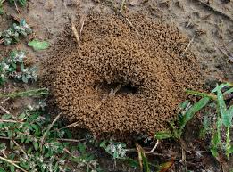 controlling fire ants this spring the