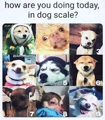 You can even request information on how much does northgate pet clinic pay if you want to. How Are You Doing Today Dog Scale