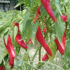 garden salsa pepper nana s bloomers