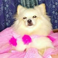 pomeranian dogs for mating dogs for