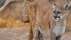 Look bigger by opening your coat or raising your arms. Horsetooth Mountain Lion Attack Happened Amid Years Long Uptick In Big Cat Activity Rancher Says