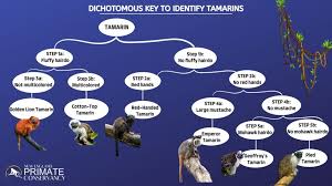 dichotomous key identify tamarins