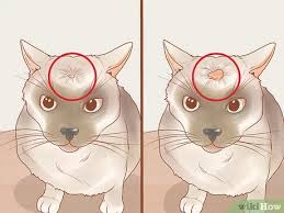 A simple test by your vet will indicate the treatment protocol. How To Recognize Skin Cancer In Cats 15 Steps With Pictures
