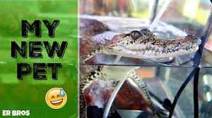 Cylex has it, along with phones, contact info, opening reptile store which selling a large variety of captive bred reptiles such as python, boas, gecko, tortoise we are an exotic pet store that specializes in birds, reptiles, fish, rabbits, and many others. Exotic Pet Store In Mexico Youtube