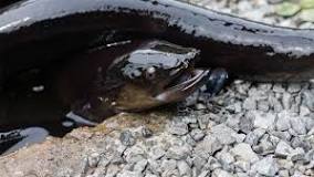 How do eels find their food?