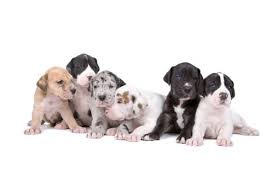 1,320 likes · 28 talking about this. Great Dane Puppies For Sale Of All Colors In Ct Ct Breeder