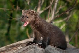 They are not known to hunt in groups and are only seen in groups during the. Fisher Cats Animals That Aren T Cats Nor Are They Really Fishers Live Science