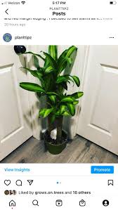 3ft Tall Easy Care Low Light Great For
