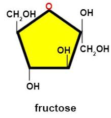 simple sugar molecule overview