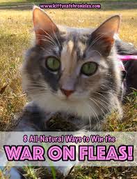 war on fleas