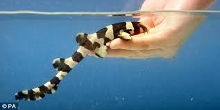 While other favorites, like marbled cat sharks are from the scyliorhinidae family. Pin On Cute Animals