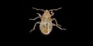 bed bugs or carpet beetles