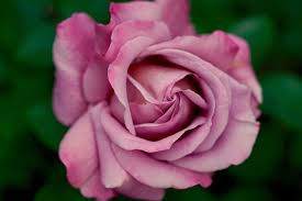 40 free pink roses images pictures