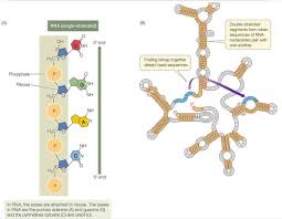 ap biology chapter 3 nucleic acids