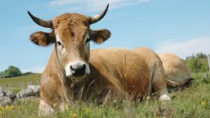 Résultat de recherche d'images pour "photo de vaches du massif central"