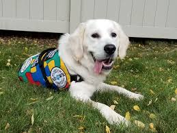 trained autism service dog to help five