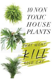 Cat Safe House Plants