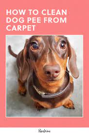 how to clean dog from carpet purewow