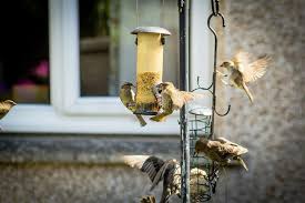 How To Keep Birds Off Porch Everything