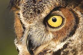 9 species of owls in iowa with