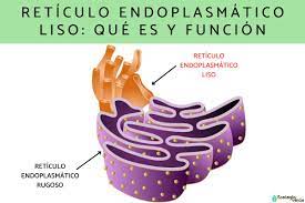retículo endoplasmático liso qué es y