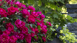 How To Grow Roses Your Complete Guide