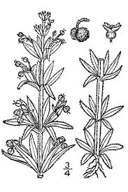 Galium tricornutum - Wikipedia