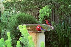 Why Are Birds Not Visiting My Bird Bath