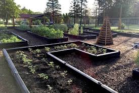 Border Timber Raised Garden Beds With