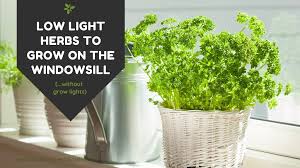 5 Low Light Herbs To Grow In Your Kitchen