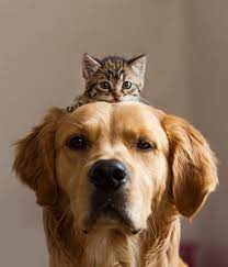 cats and dogs can be best friends