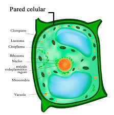 la célula y sus orgánulos flashcards
