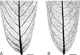 leaf venation patterns in selected