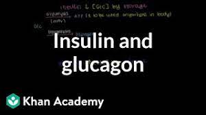 Mineralcorticoids, sectretin, glucagon, somatostatin… ii. Insulin And Glucagon Video Bioenergetics Khan Academy
