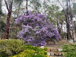There are several types of trees with purple flowers, and they all possess a regal beauty. Australian Native Shrubs Gardening With Angus