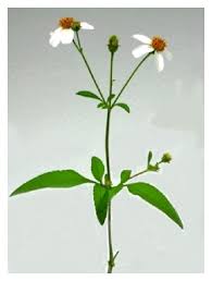 Among them, bidens pilosa is a representative perennial herb, globally distributed across temperate and tropical regions. Bidens Pilosa L Asteraceae Botanical Properties Traditional Uses Phytochemistry And Pharmacology