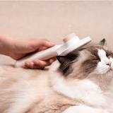 what-is-the-best-grooming-tool-for-long-haired-cats