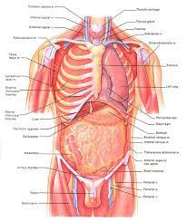 Abdominal organs diagram google search. Intro To Anatomy 6 Tissues Membranes Organs Freethought Forum In 2021 Human Body Vocabulary Human Body Anatomy Human Body Diagram