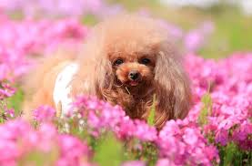 why the tiny teacup poodle is the