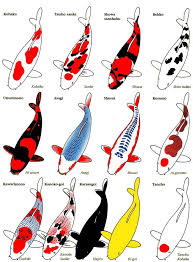 13 Variety Of Koi And Their Classifications