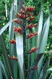 New Zealand Flax Plant Natural