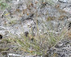 Carex supina - Wikipedia
