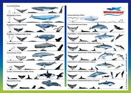Another Whale Dolphin Identification Chart This Is The