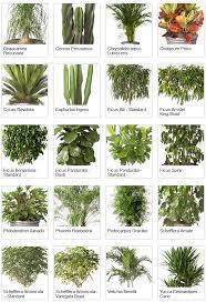 Indoor Tropical Plants Examples Of