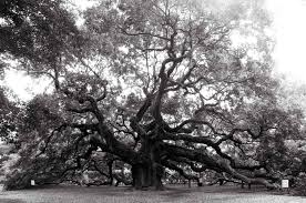 angel oak kent krugh photography