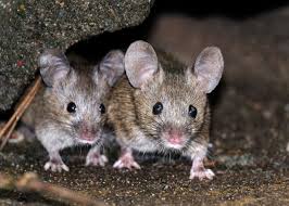 Mice In Basement Ceiling